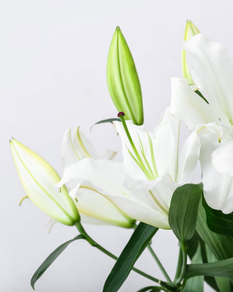 Fleurs obsèques lys blanc